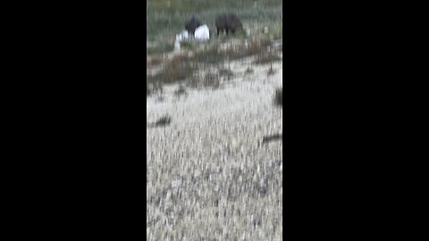 Pigs at a rest stop