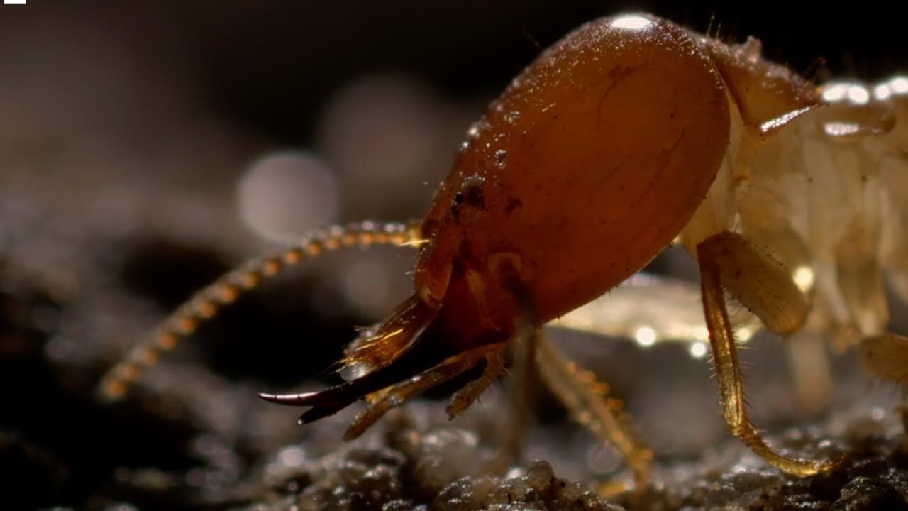 Inside A Termite Fortress | Seasonal Wonderlands | BBC Earth