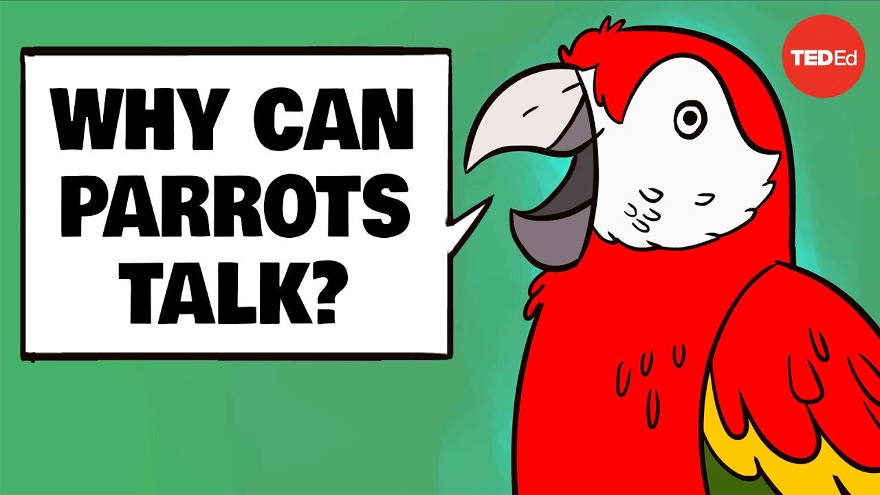 Why can parrots talk