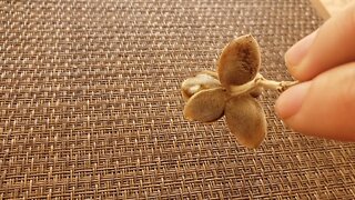 Abrindo Sementes de Argyreia Nervosa / Open Seed Pod from Argyreia Nervosa