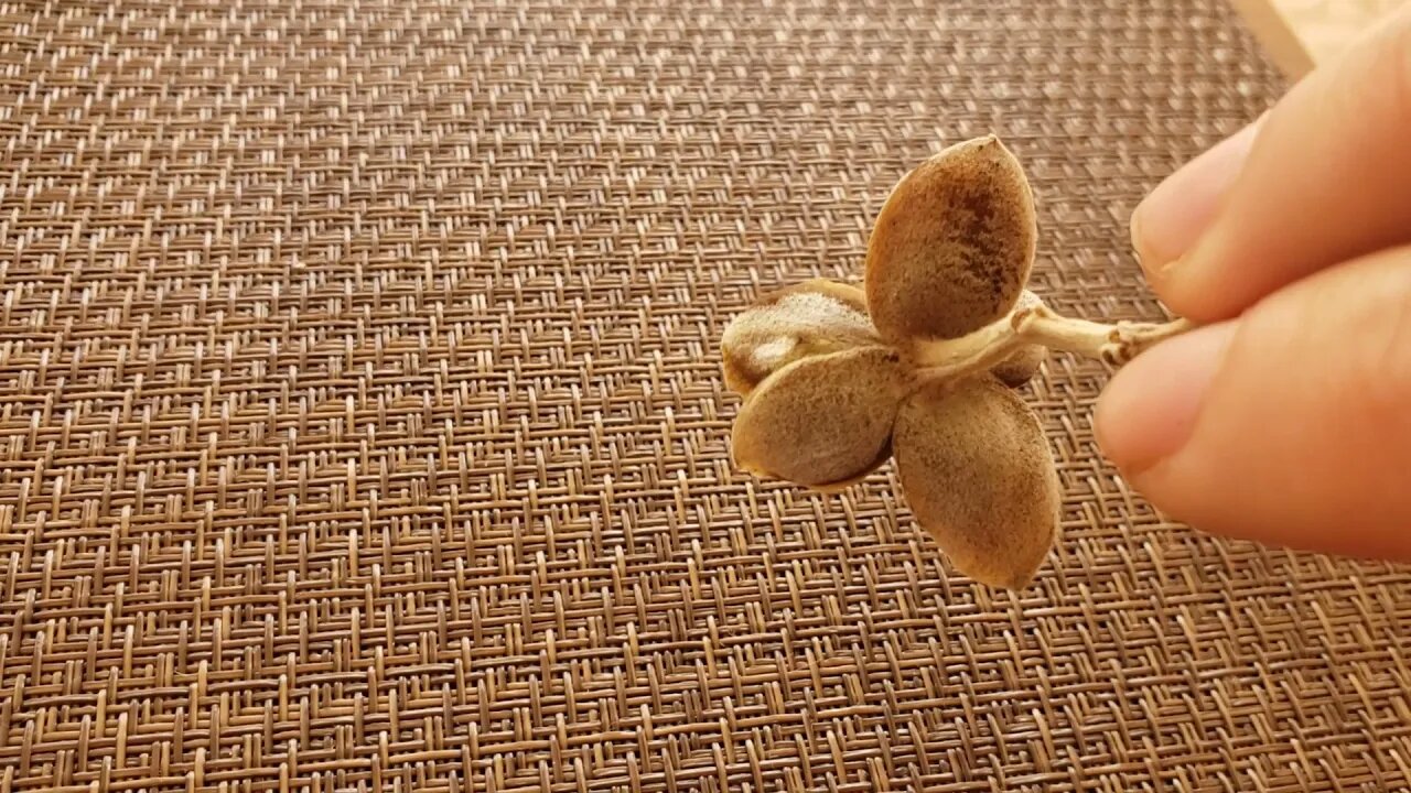 Abrindo Sementes de Argyreia Nervosa / Open Seed Pod from Argyreia Nervosa