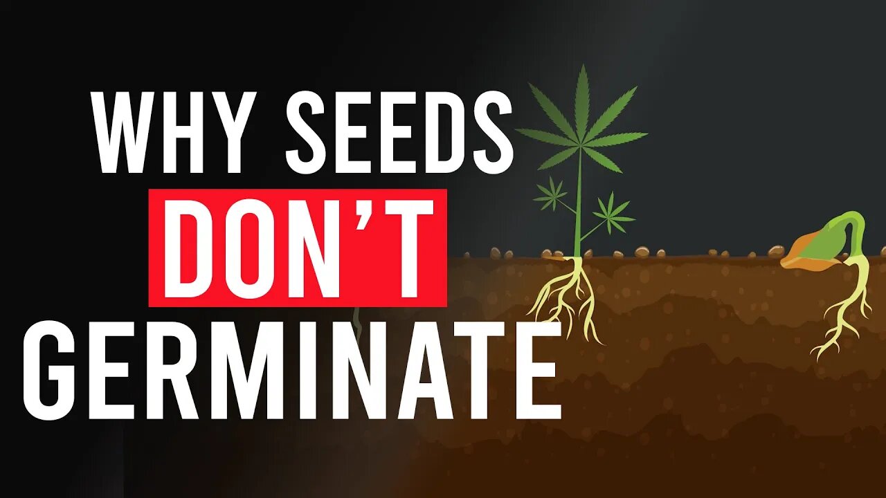 Here’s why your Cannabis Seeds Haven’t Germinated!