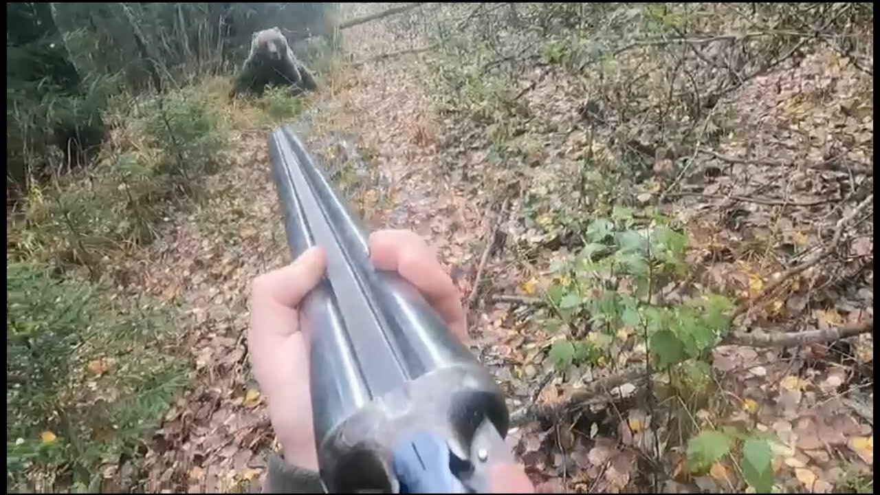 Meeting with the BEAR in the forest