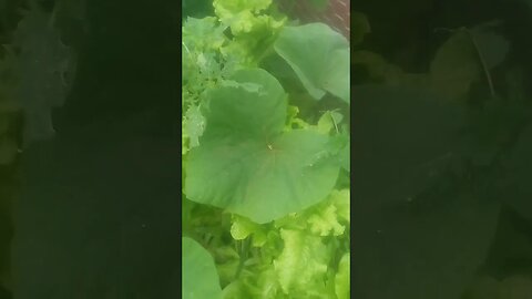 July/23/2023 Garden Cage 1 Off Grid. Pepper Plant Vines Starting to Flower