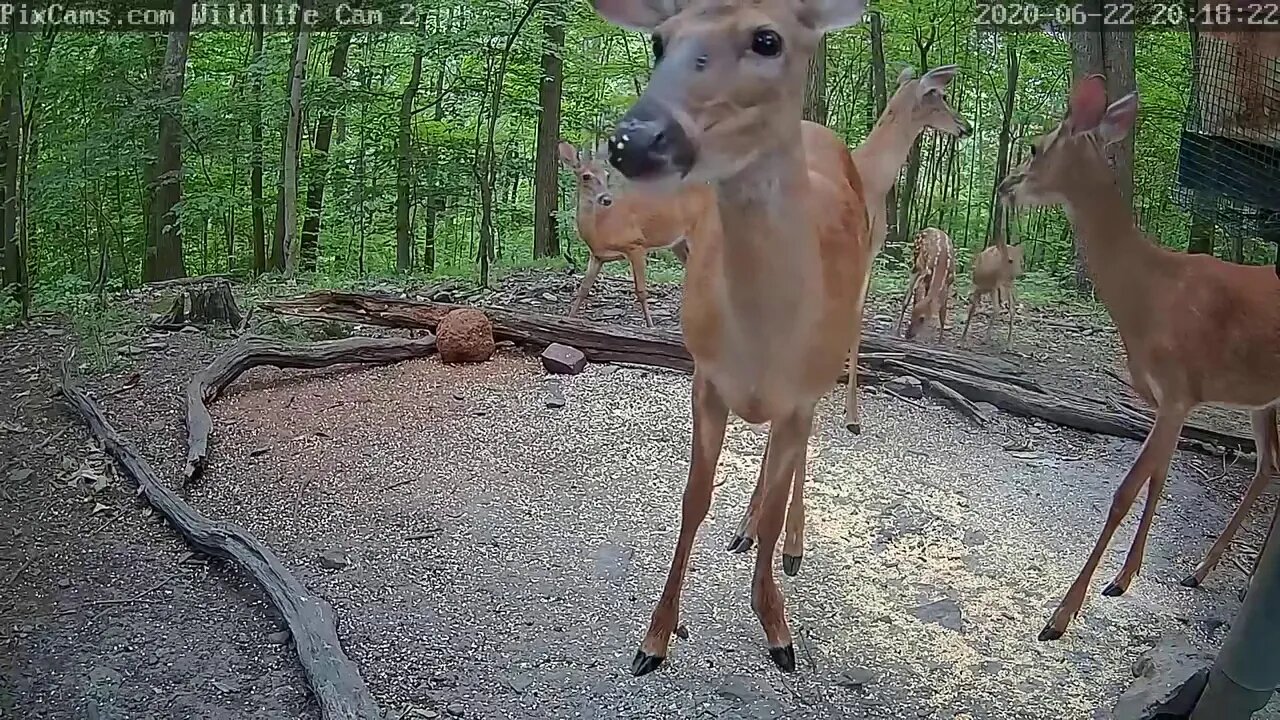 Live Deer & Wildlife Webcam Camera 2 June 22 2020