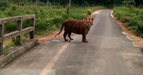 Royal Bengal Tiger Crossing the roads Moments and how to pretend !!!!! #2021