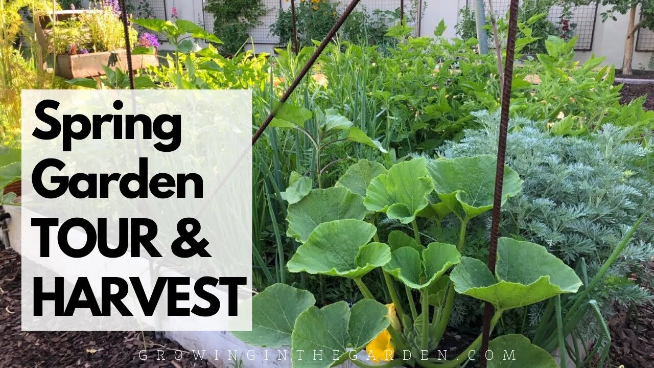 Spring Garden TOUR and HARVEST - Growing in the Garden