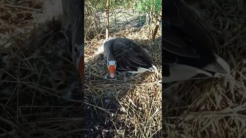 Goose just got back on her nest after going for a walk