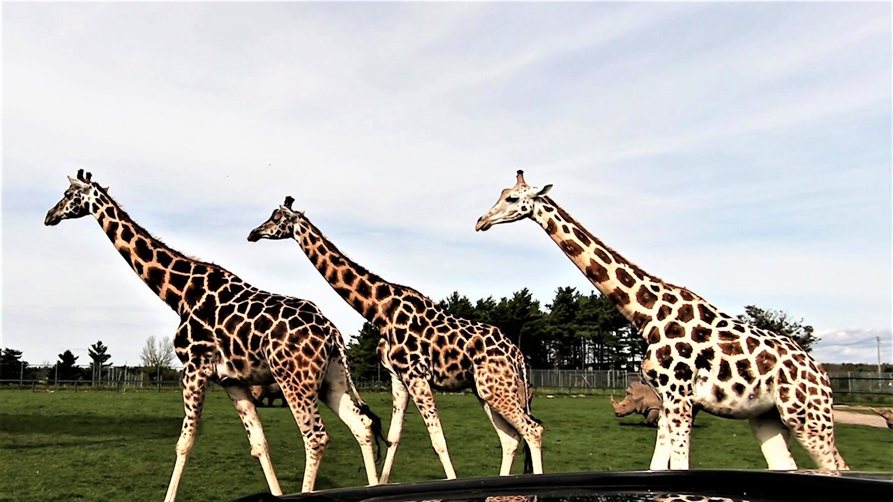 Herd of giraffes and rhinos stroll past stopped car on safari