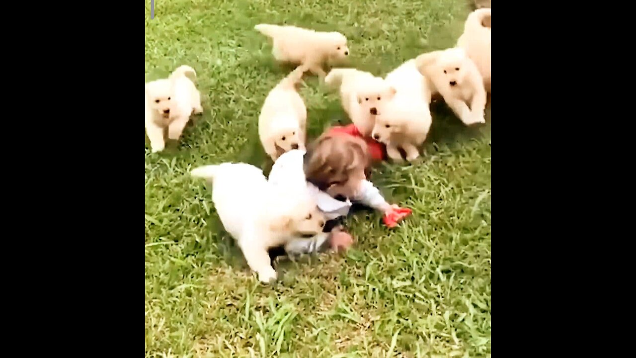 Cute puppy 🥰 video