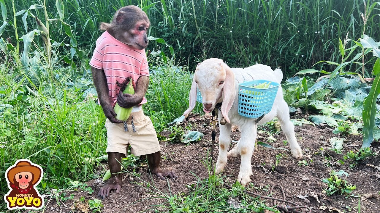 YoYo Jr takes the goat to harvest corn