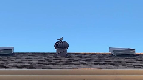 Bird Likes to Spin