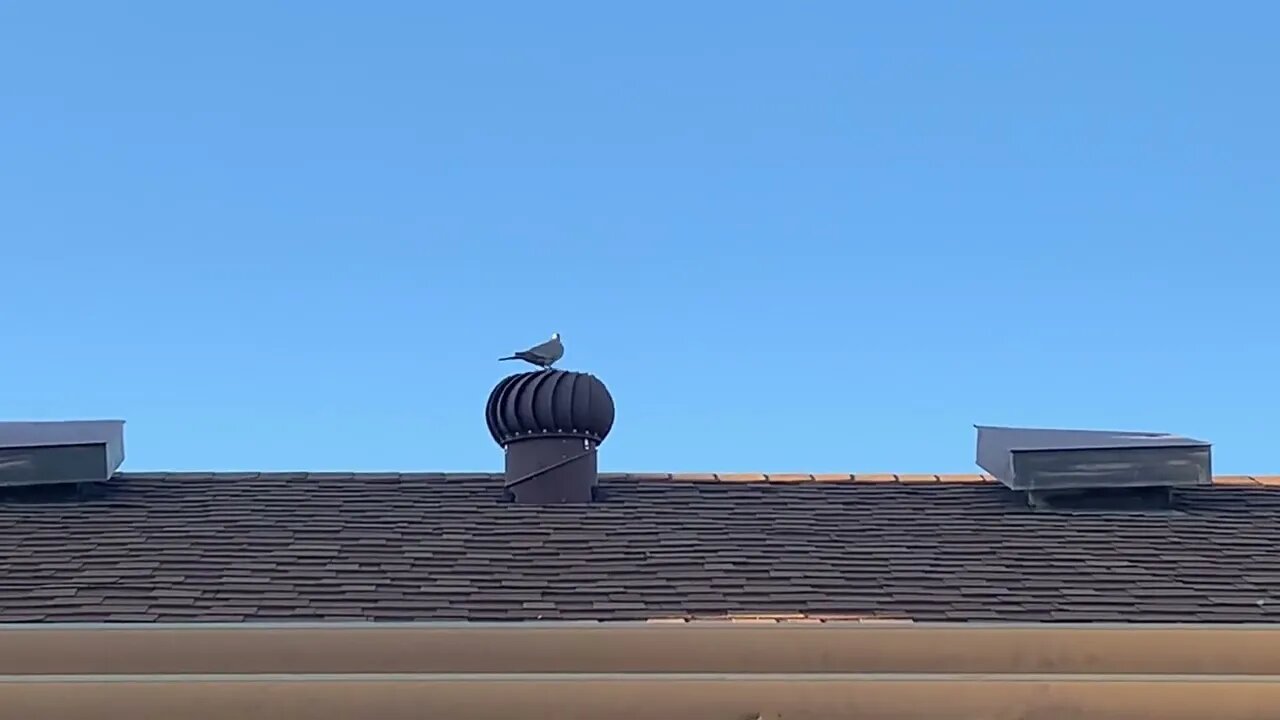 Bird Likes to Spin