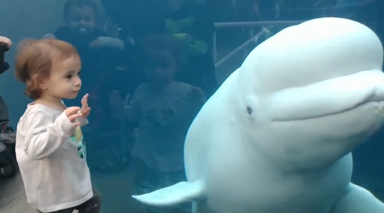 Funny Kids at the Aquarium | Girl SPOOKED By A Beluga Whale!