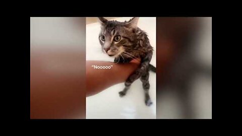 Funny Animals