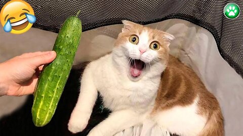 Funny Animal Videos Best of Dog and Cat Reactions