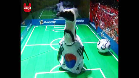 Penguin Soccer Match