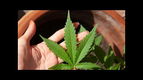 Cannabis User Explains That Cannabis Users Don't Commit Crime