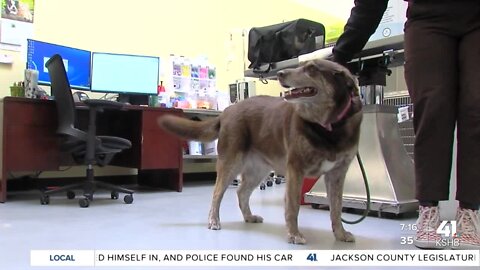 Pet Resource Center of Kansas City helps pet owners combat inflation