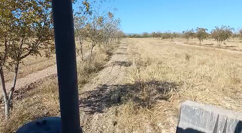 Planting alfalfa in Mexico
