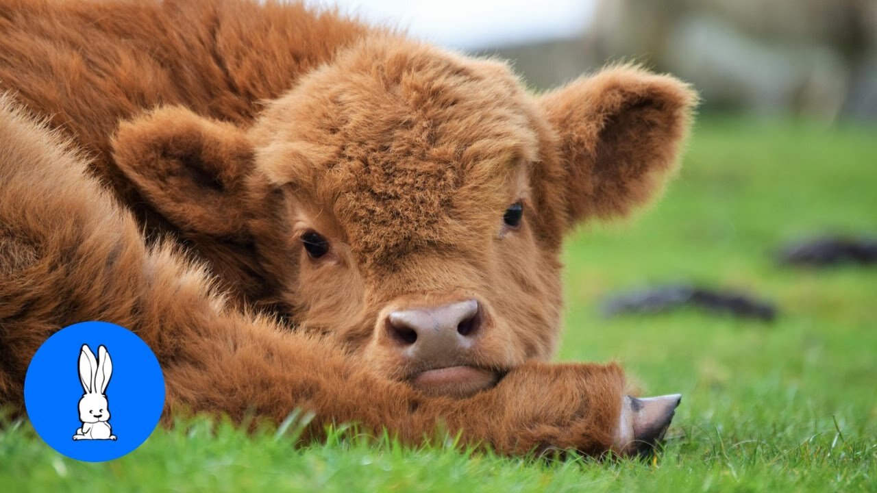 Cutest Compilation of Baby Cows Go Moo