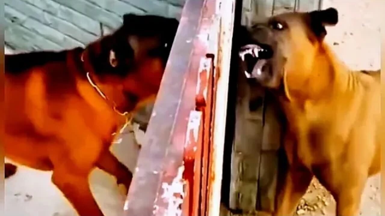 Are they really fighting or not fighting