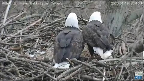 Hays Eagles Mom and Dad in nest shoveling out bowl of snow 11920 802am