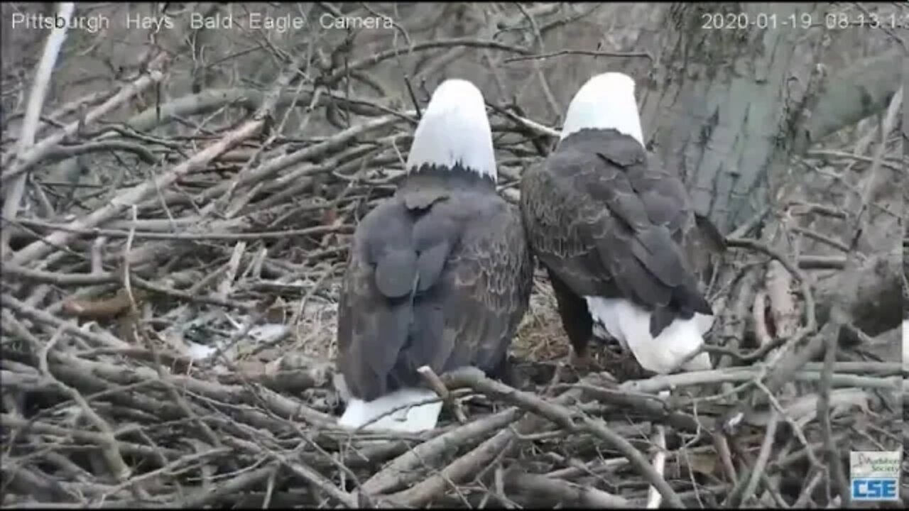 Hays Eagles Mom and Dad in nest shoveling out bowl of snow 11920 802am