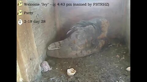 Congratulations Mel and Syd on the hatch of Ivy. 4:43 pm 3-18-22 Part 2 Ivy can move!