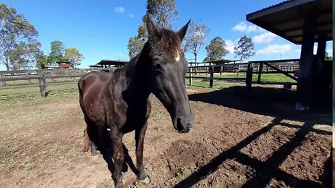 Our old girls have gotten through another winter