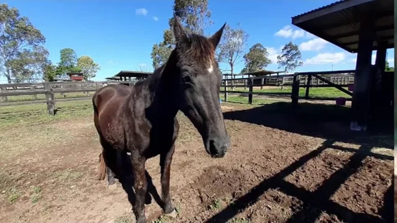 Our old girls have gotten through another winter
