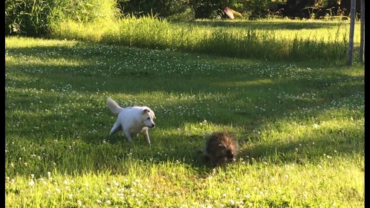 Don't Mess With Porcupine