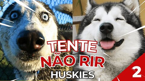 🤣 ANIMAIS ENGRAÇADOS 2021 - ESPECIAL HUSKY 🤣