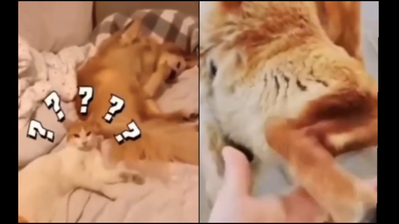 Funny animals 2023π - Funniest Cats and Dogs Videoππ329 #shorts Part-2