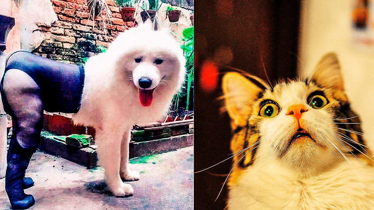 Funniest Cats and Dogs #45