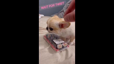 Cute animal video