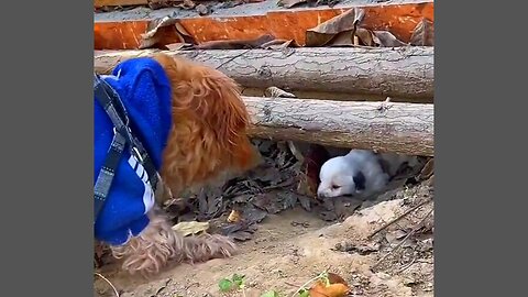 Suna witnesses a little puppy on the street !