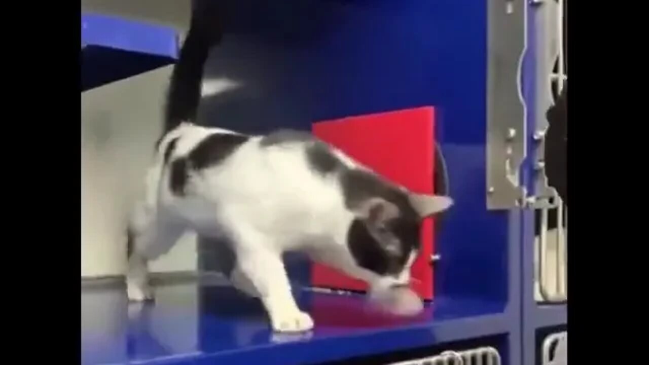 How to adopt a human