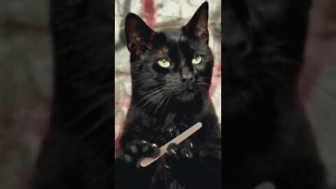 cat sharp her nail , cute cats ,#shorts , funny cat videos, Funny Cute Pets Lovers