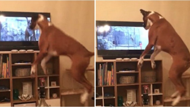 Boxer Dog Buzz Copies The John Lewis Christmas Advert From The Telly