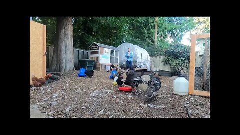 Oh no Norman Watch out for the turkeys￼