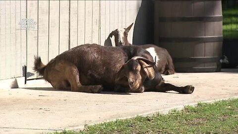 Rehabbing farm animals at Lady Bug Farm