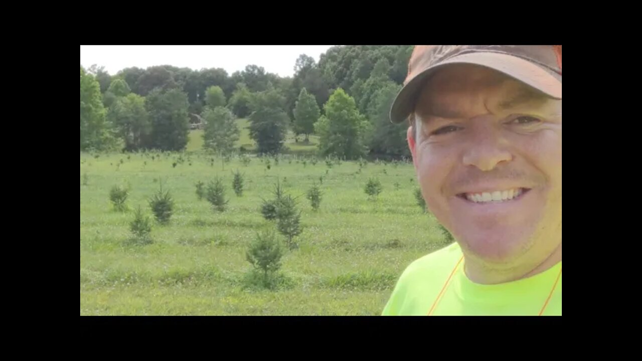Checking Sunflowers LIVE