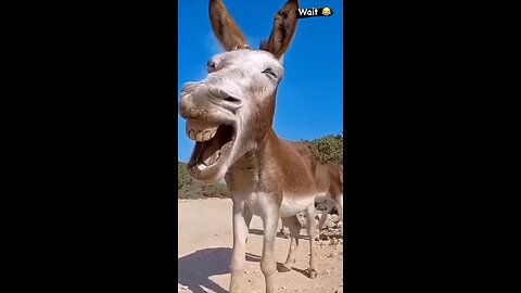 crazygoldi comedy