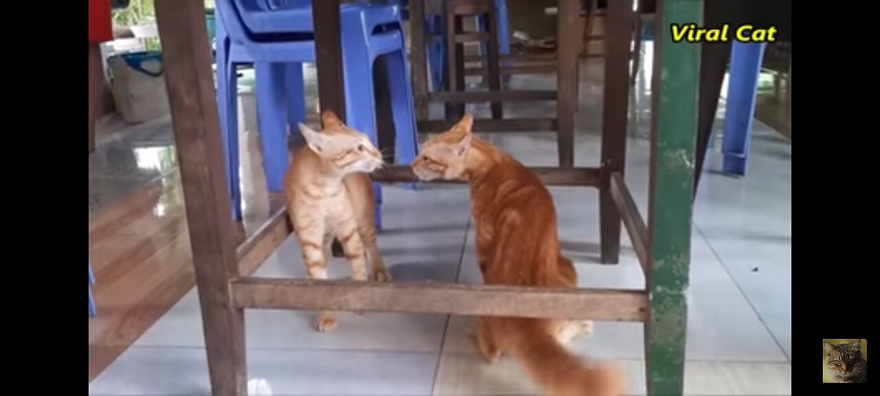 Cats fighting and meowing - The Two are bloody brother