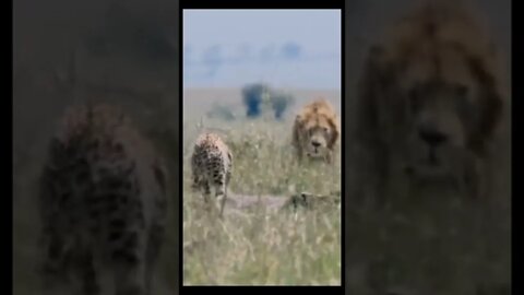 Lion Vs Cheetah