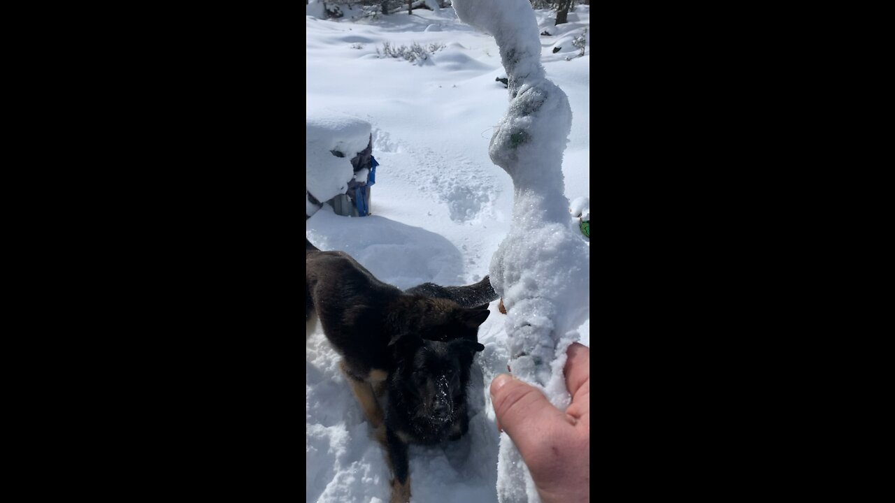Fetch After a Snowfall