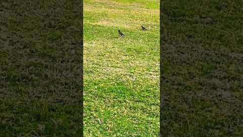 #short #subscribe #beautiful #birds #nature