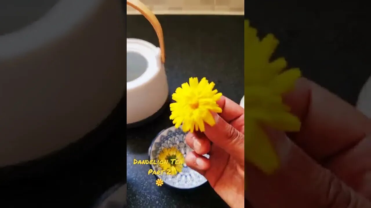 Dandelion Tea Part 2 🌼