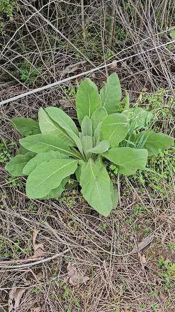 Mullein